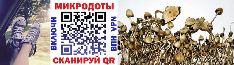 Псилоцибиновые грибы прущие грибы  Шарья 